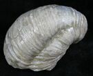 Gryphaea (Devil's Toenail) Fossil Oyster - Jurassic #25970-1